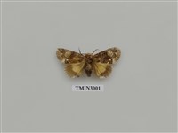 藏品(夜蛾606)的圖片